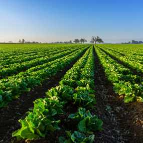 Attrezzature e macchine agricole